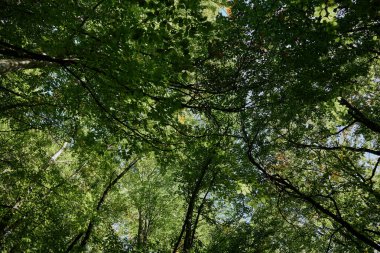 Bereketli Yeşil Tepe, Ağaçlı Serin Doğa Sahnesi, Taze Yapraklar ve Huzurlu Ormanlık Ortamı