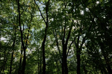 Güneşli bir günde, Sıcak Güneş Işığı Altındaki Huzurlu Orman Manzarası Wooded Alanının Fotoğrafları