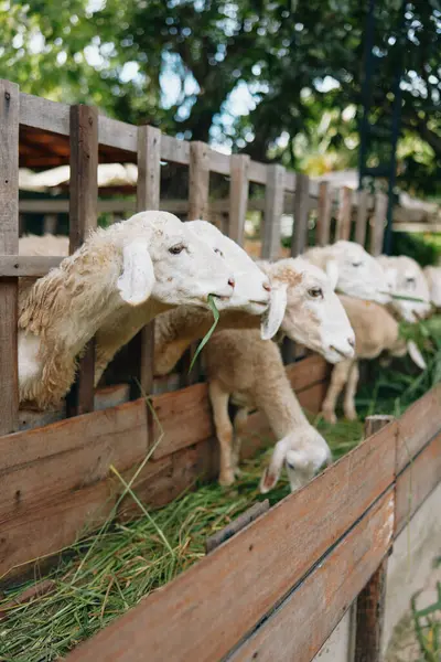 stock image A herd of sheep eating grass from a wooden fence in a fenced in area