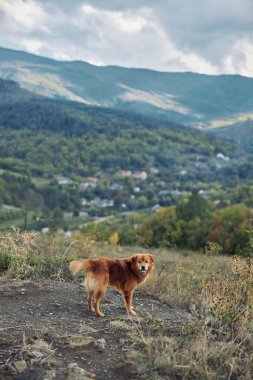 Görkemli köpek, bir seyahat macerası sırasında tepenin üstünde nefes kesici bir dağ manzarasının keyfini çıkarıyor.