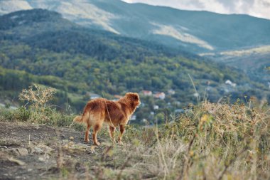 Tepeye bakan vadiye bakan muhteşem kahverengi köpek. Arka planda dağlar, seyahat ve doğa keşfi kavramı.