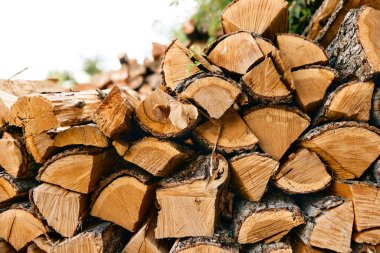 Ağaçların önünde yakacak odun yığını ve arka planda ağaç gövdesi.