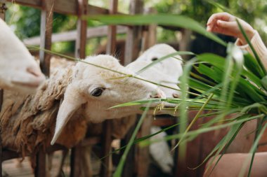 Tahta bir çitin önünde bir koyunu yeşil çimlerle besleyen ve bir koyunu ahşap bir çimenin önünde yeşil bir çimenle besleyen bir insan.