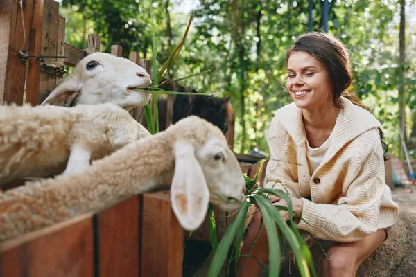 stock image A woman is feeding sheep and goats in an outdoor area with a wooden fence and trees in the background