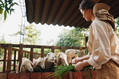 Bir kadın önündeki palmiye yapraklarıyla koyunları ağılda besliyor.