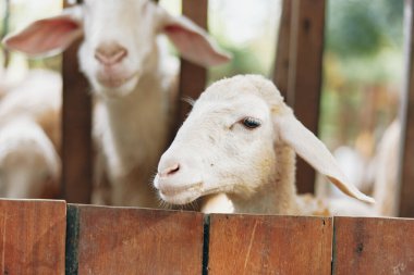 İki koyun, bir çiftliğin çitleri arasında ahşap bir çitin üzerinden bakıyor.