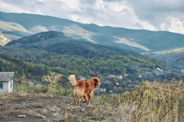 Arkasında dağlar olan bir kır evinin tepesinde yürüyen bir köpekle manzaralı bir manzara.
