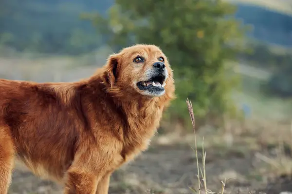 stock image Scenic Mountain View with Golden Retriever Standing on Grassy Field in Nature Landscape Travel Adventure