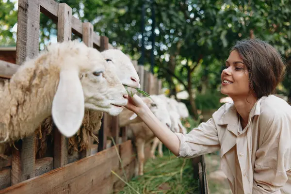 stock image A woman petting a sheep with her hand in front of a fence in a zoo