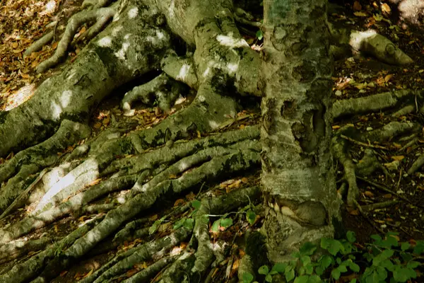 stock image Closeup of intricate roots of a majestic tree in sunlight in the serene woods nature setting