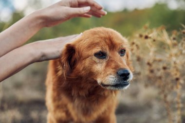 Mutlu insan huzurlu bir anın tadını çıkarırken dingin çayırlarda sadık bir golden retriever 'ı okşuyor.