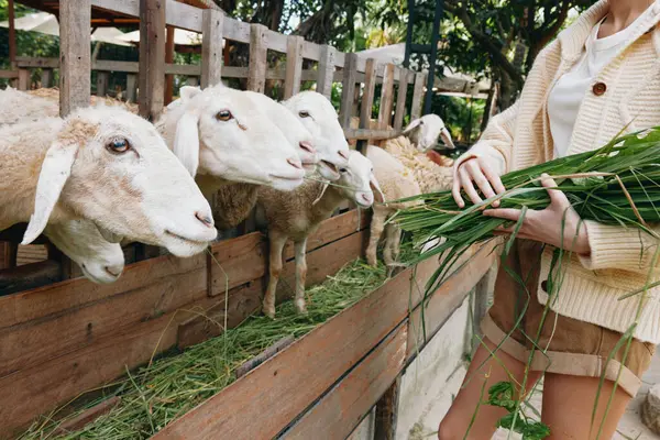 Bir grup koyunun önünde elinde yeşil çimen tutan bir kadın.