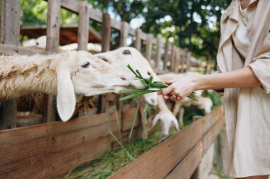 Tahta bir çitin önünde elinde yeşil bir çimenle bir koyunu besleyen bir kadın.