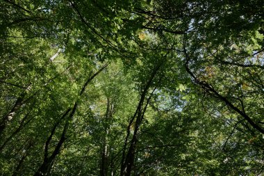 Güneşli Bir Gün Doğa Keşfi ve Gevşeme Konseptinde Ağaçların Huzurlu Kaçış Kubbesi