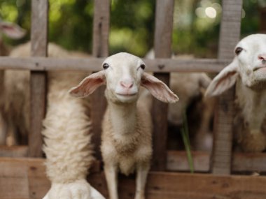 Bir grup koyun, yeşil bir tarlanın önündeki ahşap bir çitten kameraya bakıyor.