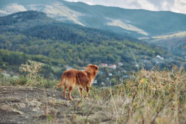 Görkemli köpek tepenin üstünde durmuş seyahat macerası konseptinde dağ zeminli manzaralı vadiye bakıyor.