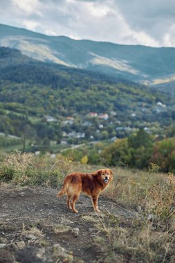 Tepenin tepesinde duran görkemli köpek dağlara bakan arka planda, doğayı ve seyahat güzelliğini temsil ediyor.