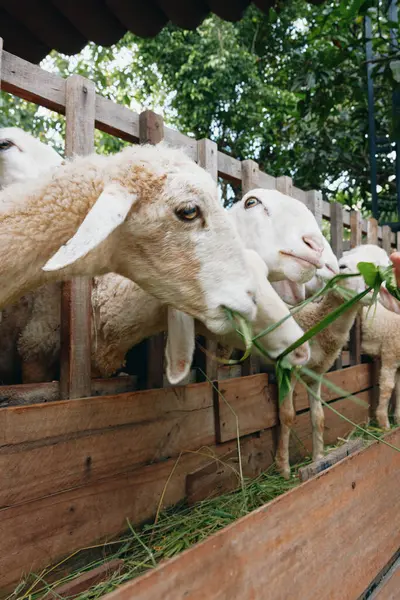 stock image Sheep eating grass in a pen with a fence around it and a man standing next to the fence with a red flower in his hand