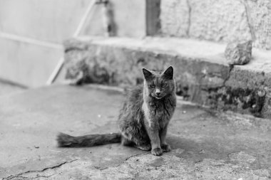 Feline guardian a black and white cat sitting gracefully in front of an old building clipart