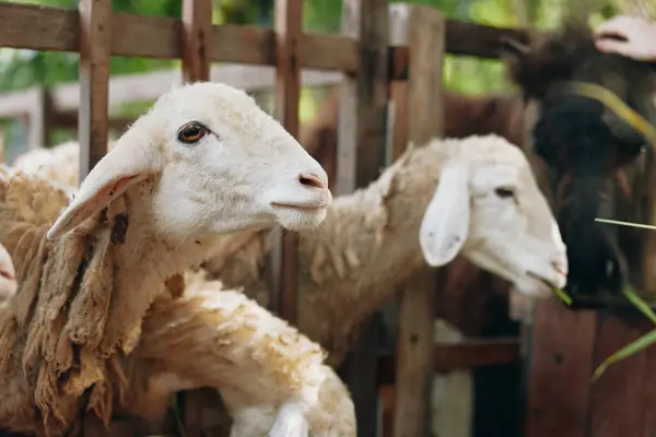 stock image A group of sheep standing next to each other in a fenced in area with a person standing next to one of the sheep