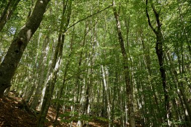 Ağaç Doğa Sahnesi ile çevrili Huzurlu Orman Düzenleme Rahatlatıcı Meditasyon İçin Oturma Alanı ve Açık Hava Eğlencesi