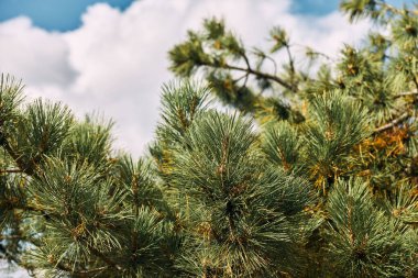 Arka planda kabarık bulutlar olan görkemli bir çam ağacının yakınında, seyahat ve doğa meraklıları için mükemmel.