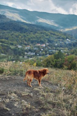 Görkemli kahverengi köpek yemyeşil vadiyi ve tepedeki görkemli dağları seyrediyor.