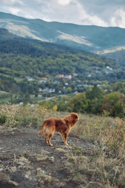 Huzurlu bir yolculuk sırasında manzaralı vadiye tepeden bakan görkemli bir köpek ve bir tepenin tepesindeki uzak dağlar.