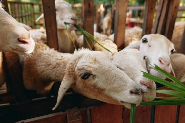 Tahta bir çitin içindeki yeşil bir ottan otları yiyen bir grup koyun diğer bir grup koyunun önünde ahşap bir çitin içindeki yeşil bir bitkiden ot yiyorlar.