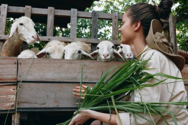 Bir grup koyunun önünde elinde yeşil çimen tutan bir kadın.