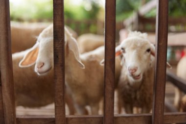Bir grup koyun bir ağılda çitin içinden kameraya bakıyor.