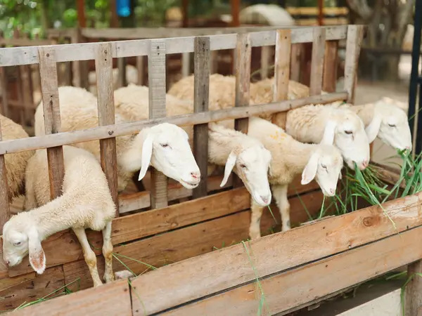 stock image A group of sheep in a pen eating grass from a wooden board with a fence in the background