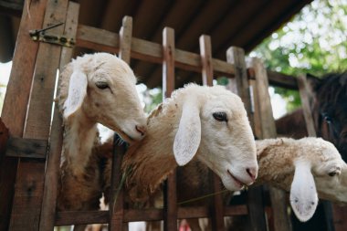 A herd of sheep standing in a pen with a horse in the back of the pen clipart