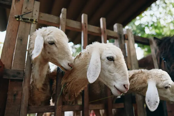 stock image A herd of sheep standing in a pen with a horse in the back of the pen