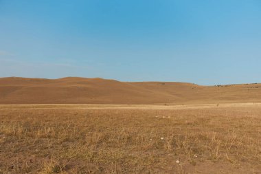 Zebralar, berrak mavi gökyüzünün altında, sakin bir arazide otluyor. Vahşi yaşam ve doğa severler için mükemmel.