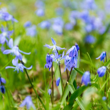 Small blue spring flowers Scilla siberica on blur green background