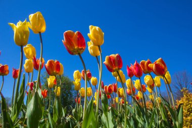 Colorful tulips in a park flowerbed against a blue sky.