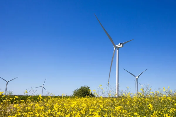 Turbinas Eólicas Com Campo Colza Amarelo Primeiro Plano — Fotografia de Stock