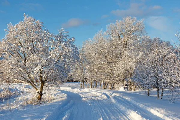 Paisagem Inverno Estrada Inverno Árvores Cobertas Neve Foto Alta Qualidade — Fotografia de Stock