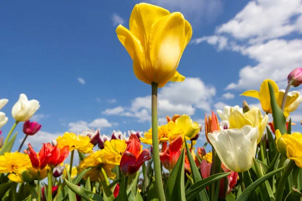 Kolorowe Tulipany Klombie Jeden Żółty Tulipan Środku — Zdjęcie stockowe