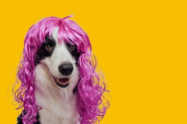 Sarı arka planda izole edilmiş renkli kıvırcık leylak peruk takan evcil köpek sınır köpeği çoban köpeği. Karnaval veya cadılar bayramı partisinde pembe peruklu komik köpek yavrusu. Duygusal evcil hayvan ağızlığı. Tımarcı kuaför konsepti