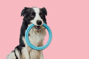Hayvan aktivitesi. Komik köpek yavrusu sınır köpeği Collie, pembe arka planda izole edilmiş mavi çekiç yüzüklü oyuncak tutuyor. Safkan evcil köpek sahibi ile oynamak istiyor. Evcil hayvan sevgisi arkadaşlık konsepti