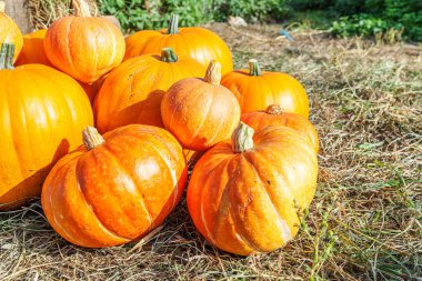 Sonbahar manzaralı balkabağı eko çiftliği arka planında. İlham verici Ekim ya da Eylül duvar kağıdı. Mevsimlerin değişmesi, olgun organik gıda konsepti. Cadılar Bayramı partisi Şükran Günü
