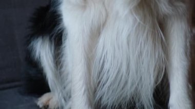 Köpek yavrusu Collie 'nin komik bir portresi. Evdeki kanepede dinlenen sevimli bir köpek. Evcil hayvan konsepti. Komik duygusal köpek.