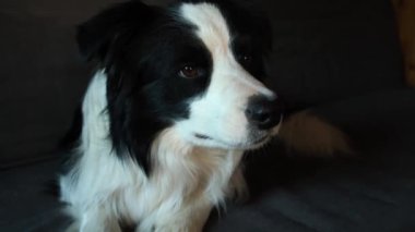 Köpek yavrusu Collie 'nin evde kanepede yatarken komik portresi. Evdeki kanepede dinlenen sevimli bir köpek. Hayvan yaşam konsepti