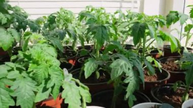 Evdeki pencere pervazında saksıda domates fideleri. Bir sürü küçük yeşil bitki saksılarda yetişiyor. Serada bebek bitkileri ekiliyor. Bahçıvanlık, çiftçilik, tarım fideleri. Bahar bahçesi işi.