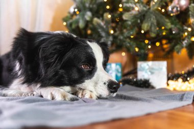 Evdeki Noel ağacının yanında duran hediye kutusuyla ve çözülmüş çelenk ışıklarıyla şirin köpek yavrusu Colie 'nin komik portresi. Tatil için hazırlık. Mutlu Noeller konsepti.