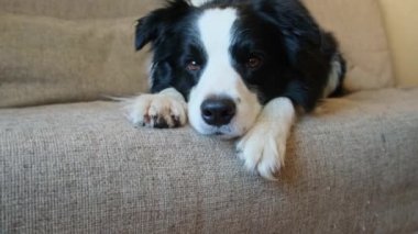 Şirin köpek yavrusu sınır köpeği Collie evde kanepede yatıp komik suratıyla oynuyor. Evcil köpek rahat bir kanepede uyumaya hazır. Hayvan bakımı ve hayvan bakımı konsepti. Komik duygusal köpek.