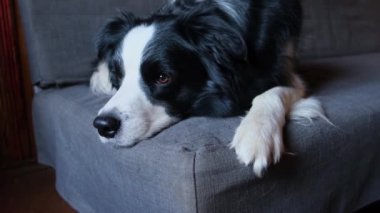 Şirin köpek yavrusu sınır köpeği Collie evde kanepede yatıp komik suratıyla oynuyor. Evcil köpek rahat bir kanepede uyumaya hazır. Hayvan bakımı ve hayvan bakımı konsepti. Komik duygusal köpek.