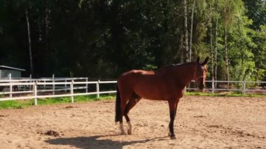 Yarış konsepti. Modern hayvan çiftliği. Kahverengi aygırlar ahırda ağılda dinleniyor, çiftlik arka planında. Dışarıda çayırda bir at var. Doğal ekolojik çiftlikteki at